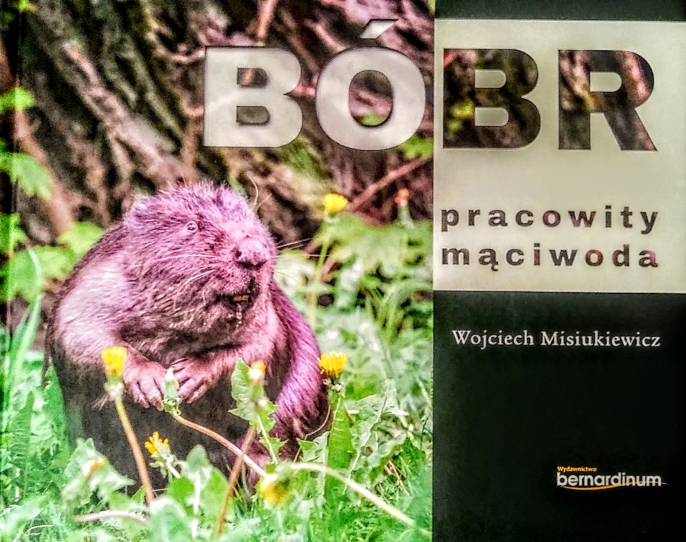 "Bóbr pracowity mąciwoda"  - Wojciech Misiukiewicz