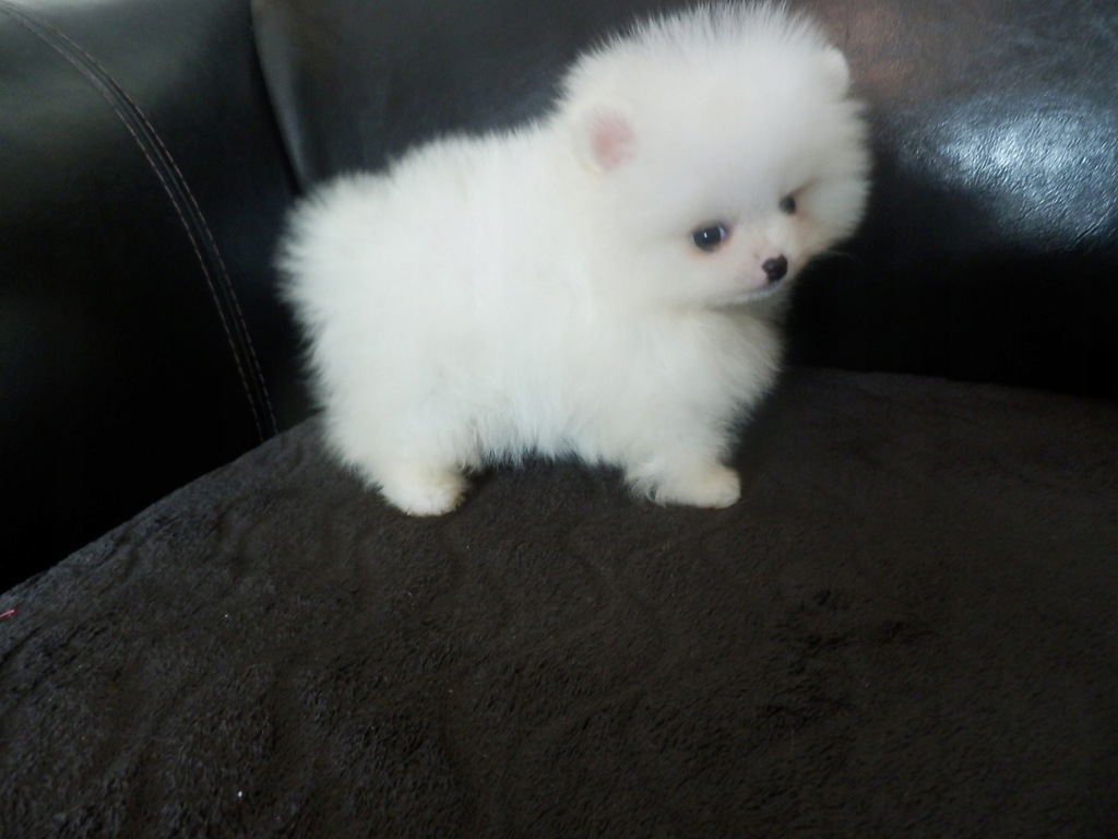 Szpic Miniaturowy Pomeranian typ BOO sunia UNIKAT 8435491103