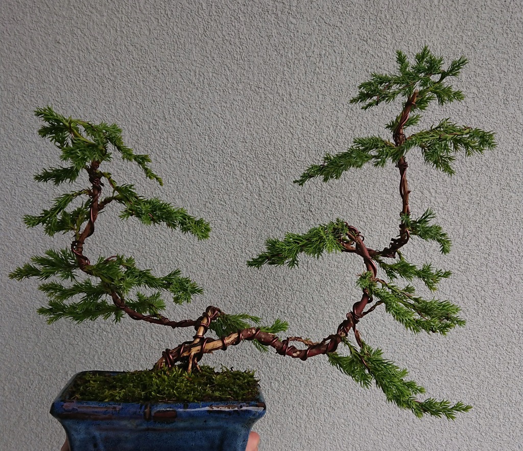 Drzewko Bonsai Jałowiec Chiński