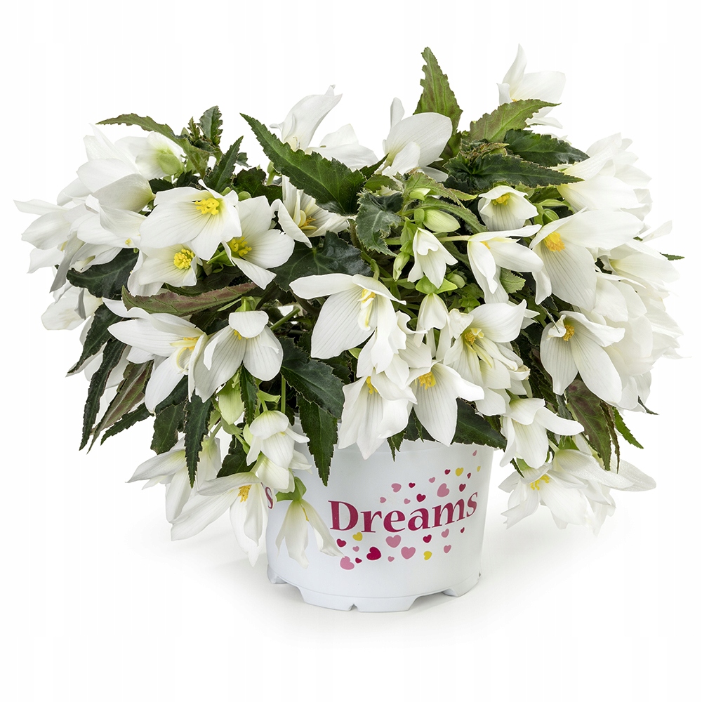BEGONIA BOLIVENSIS Waterfall Encanto White ZWISA
