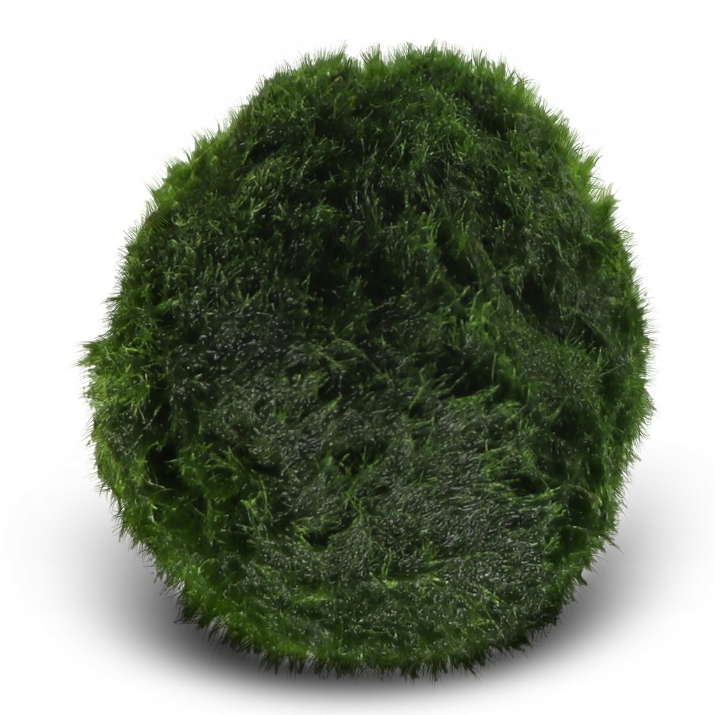 ECO PLANT MARIMO BALL MOSS - GAŁĘZATKA 4 - 5CM