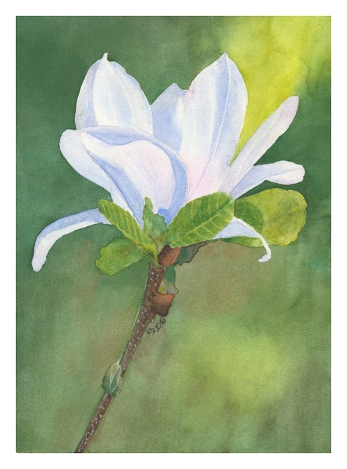 Magnolia - akwarela 18x25