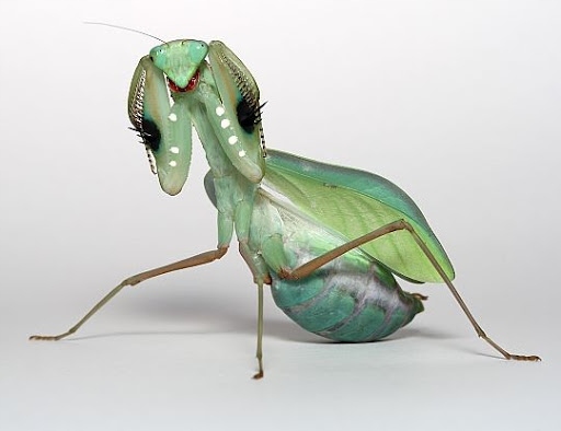 Sphodromantis aurea Modliszka na start Blue Flash