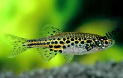 DANIO TINWINI - mała rybka do nano - EKH WAWA