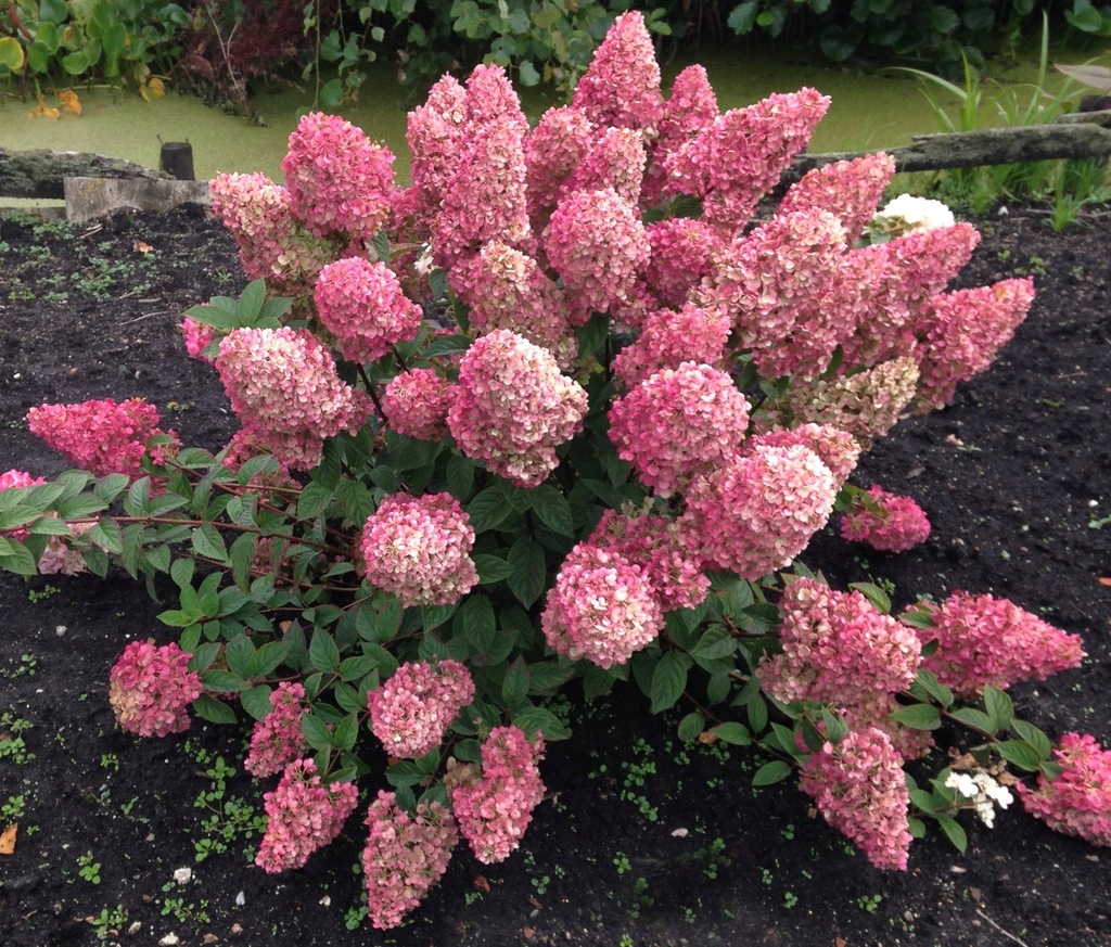 Hortensja bukietowa Sundae FRAISE Najpiękniejsza 14157444272