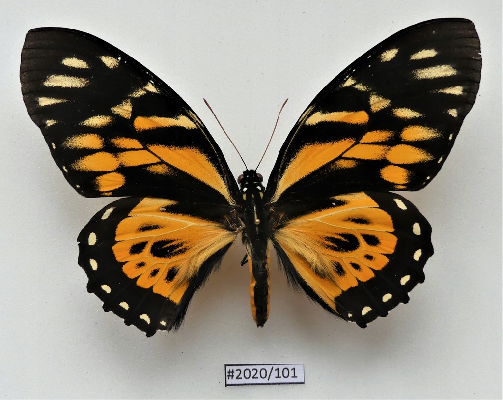 Motyl Papilio zagreus samiec.