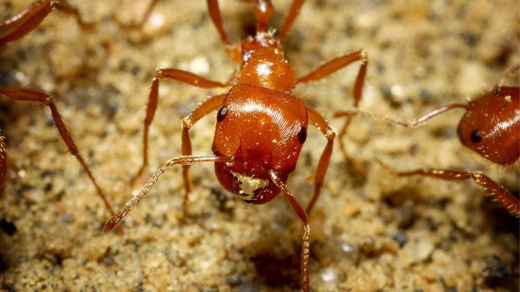 Pogonomyrmex bicolor Królowa Kolonia Mrówki