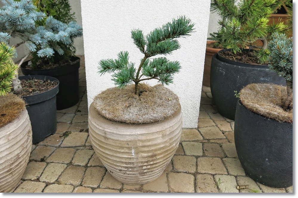 Pinus parviflora Floppy Joe - !!!!