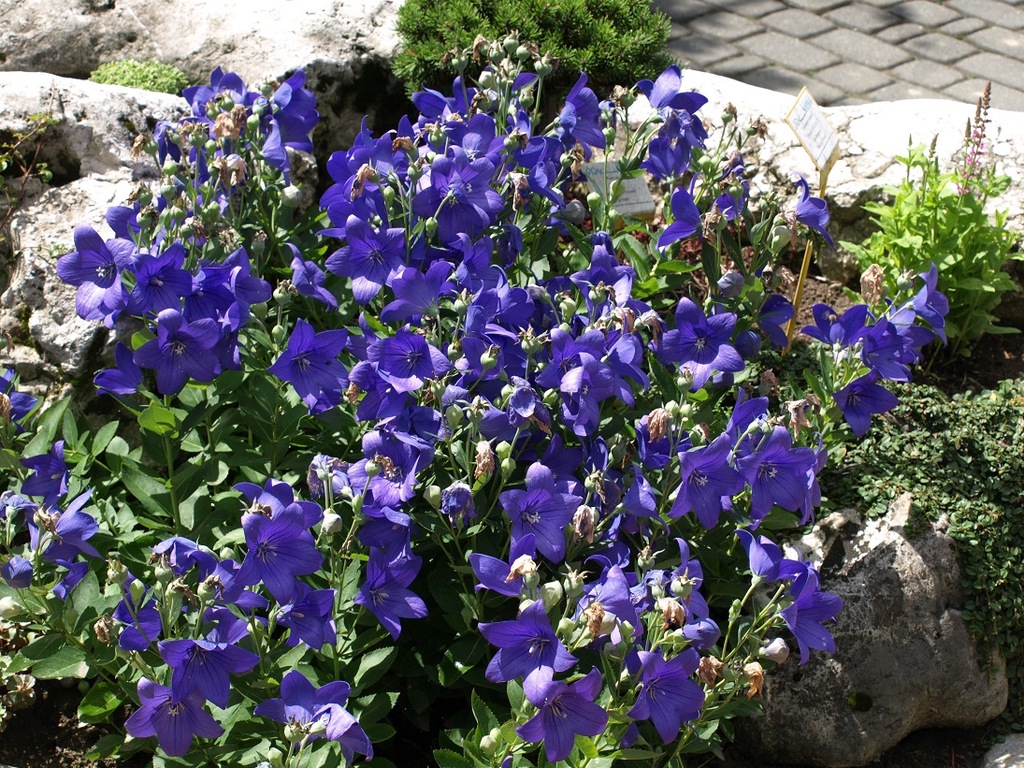 Platycodon grandiflorum rozwar wielkokwiatowy 7654572433 oficjalne