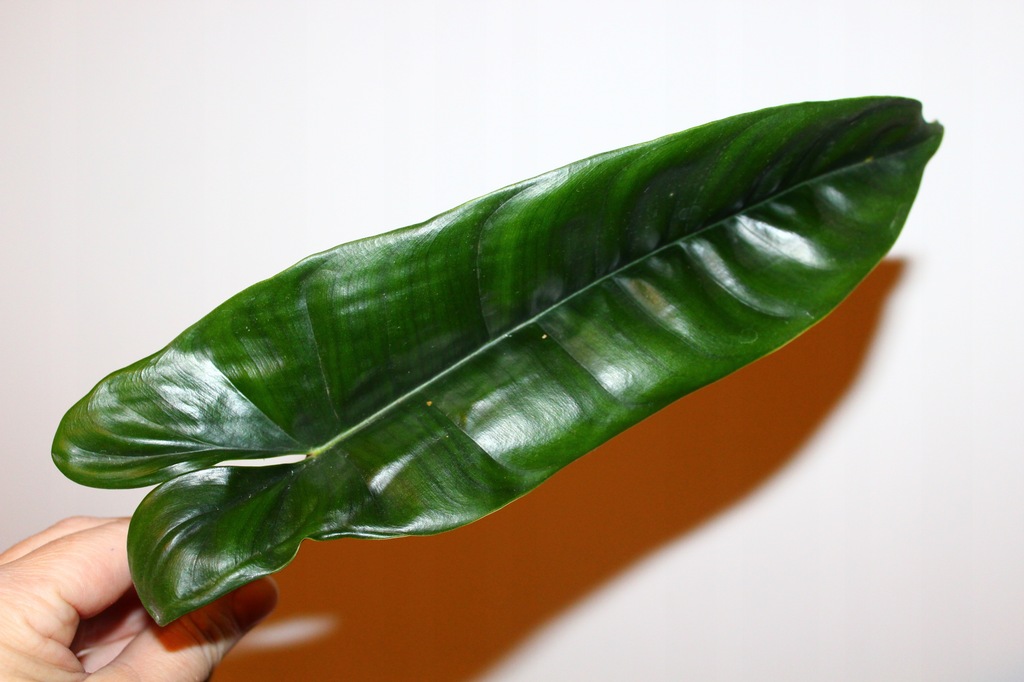 Philodendron - Felix - sadzonka