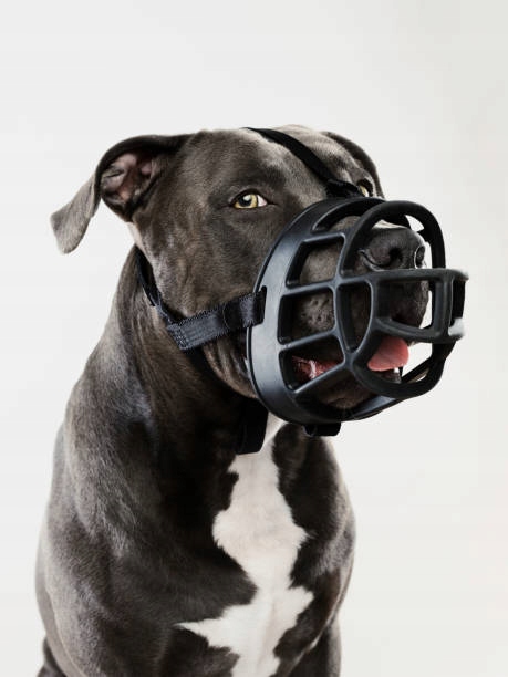 Kaganiec DOGS CREEK __ Pitbull, Amstaff + GRATIS