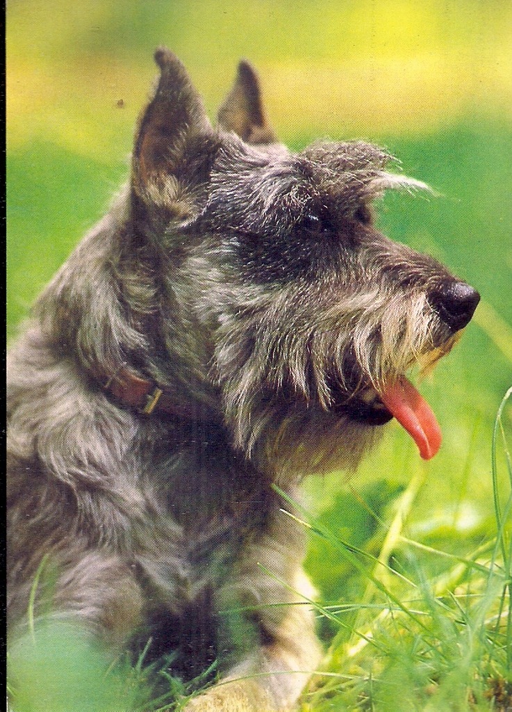 SZNAUCER ŚREDNI Pies - NIEMCY