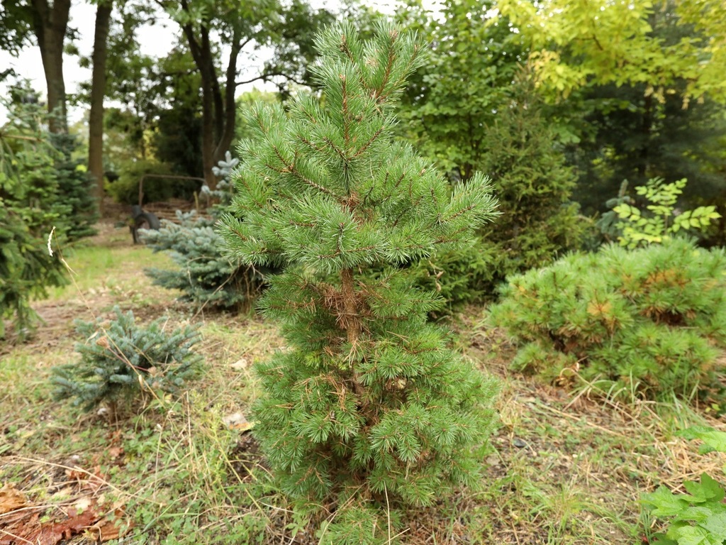 Sosna pospolita 'Sandringham' (Pinus sylvestris)