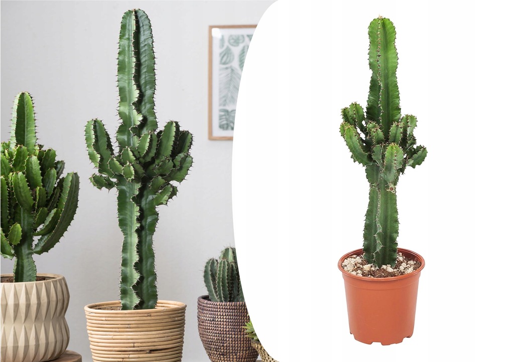 minmi cactuss様40粒 Euphorbia schoenlandii minmi cactuss様40粒 Euphorbia schoenlandii