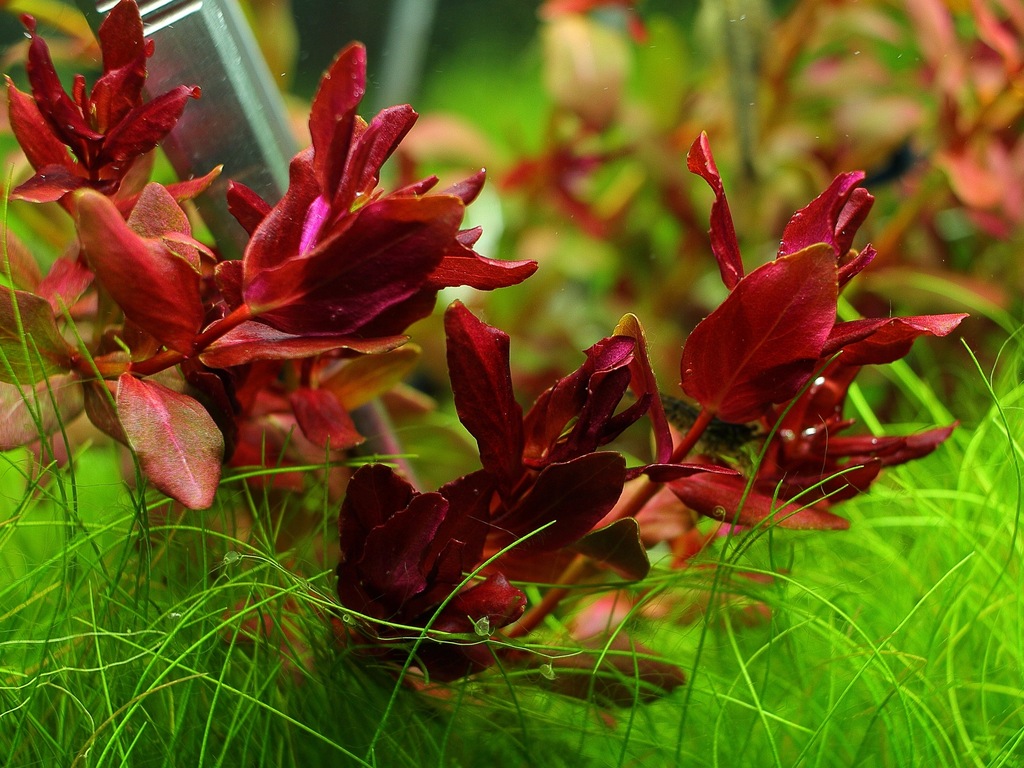 Купить Аквариумные растения Rotala MINI BUTTERFLY, РЕДКИЕ: отзывы, фото, характеристики в интерне-магазине Aredi.ru