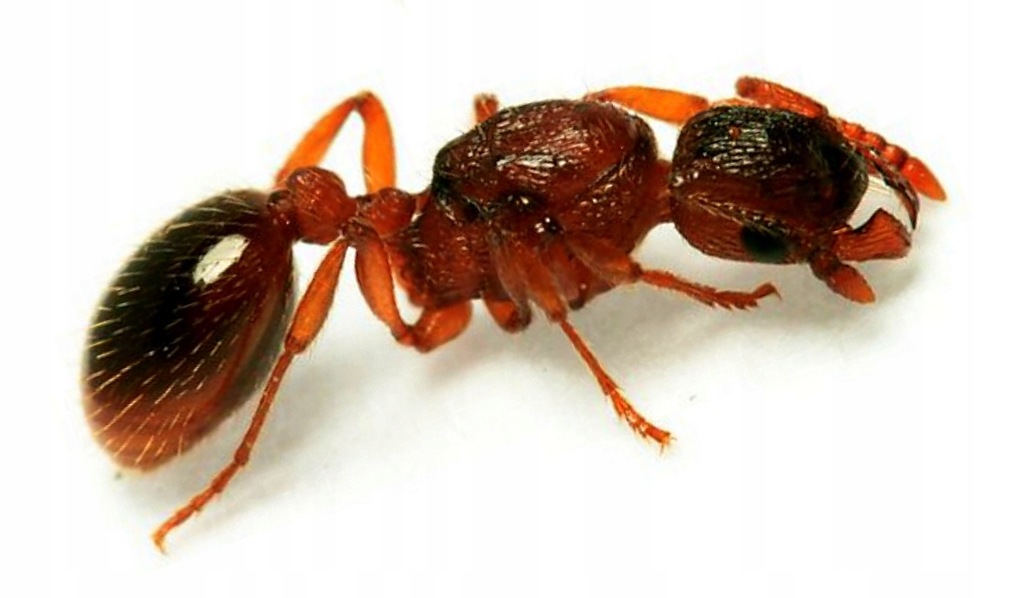 Mrówki Myrmica rugidonis Q + 80-100 robotnic