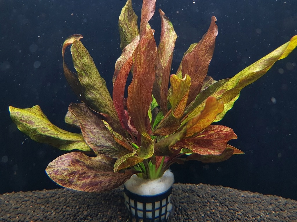 ECHINODORUS RED FLAME - KOSZYK 1 sadzonka