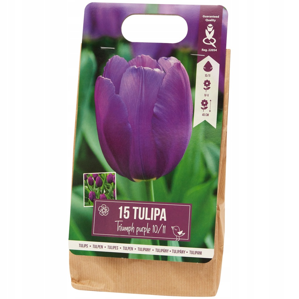 Tulipan FIOLETOWY Triumph Purple 15 szt cebulek 54