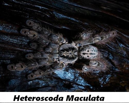 Heteroscodra Maculata L1/L2 (Exotic Leszno)