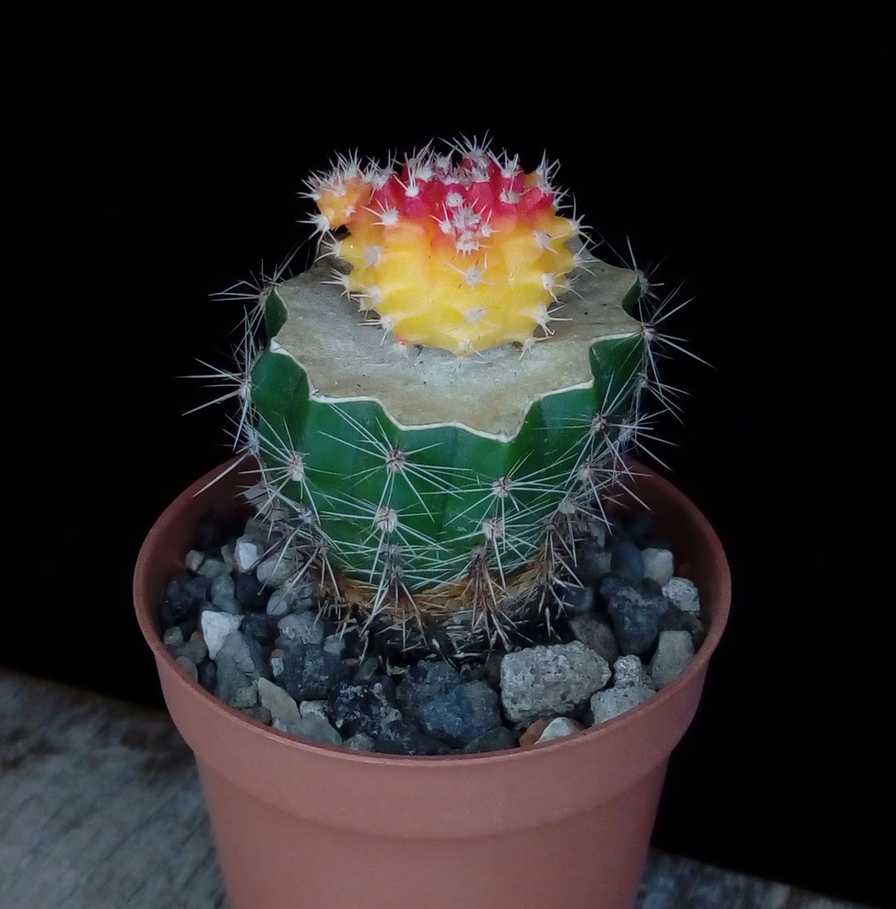 Gymnocalycium mihanovichii Hibotan RED szczepiona 11828613792