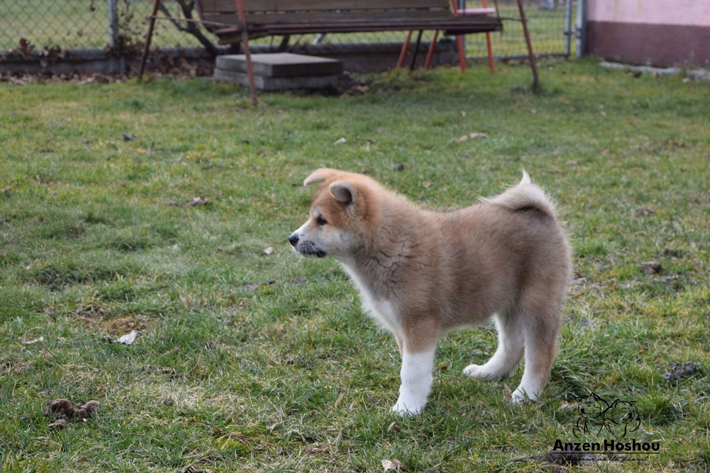 Akita inu, szczenięta ZKwP (FCI)