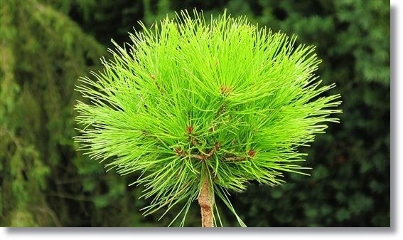 Pinus densiflora 'Kim' - !!!!!