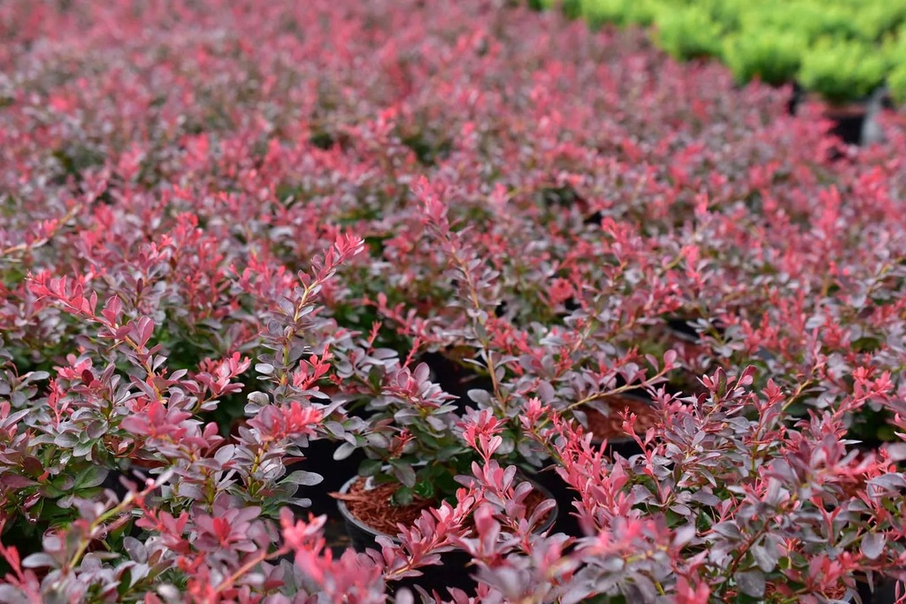 Berberys BERBERIS THUNBERGII ATROPURPUREA NANA C2