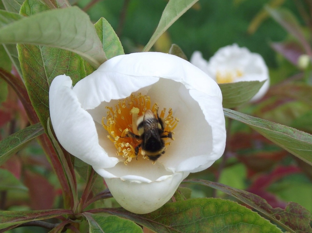 Franklinia amerykańska (Franklinia alatamaha)