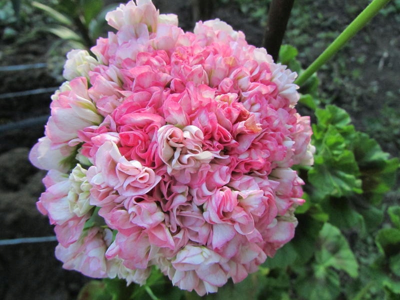 Pelargonia Odensjo Leonora