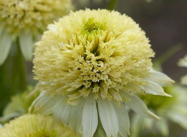 BIAŁA PEŁNA Jeżówka 'Meringue' (Echinacea) p11