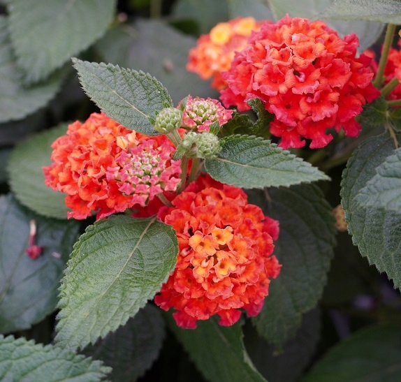 Lantana Camara Evita Red PACHNĄCE CYTRYNOWO