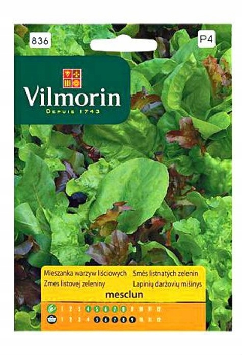 MIESZANKA WARZYW LIŚCIOWYCH NA KIEŁKI cykoriazioła