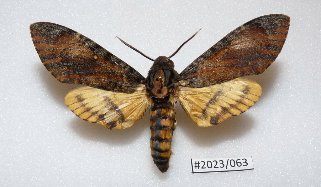 Motyl Acherontia styx 75mm.