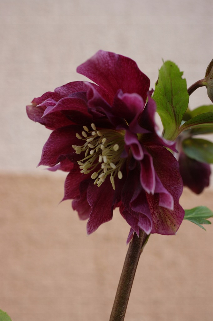 Ciemiernik Double Ellen Purple kwitnąca sadzonka - 13069636381 ...