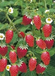 1000 nasion POZIOMKA BARON VON SOLEMACHER SMACZNA I PLENNA