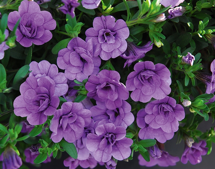 Калибрахоа Aloha Double Purple