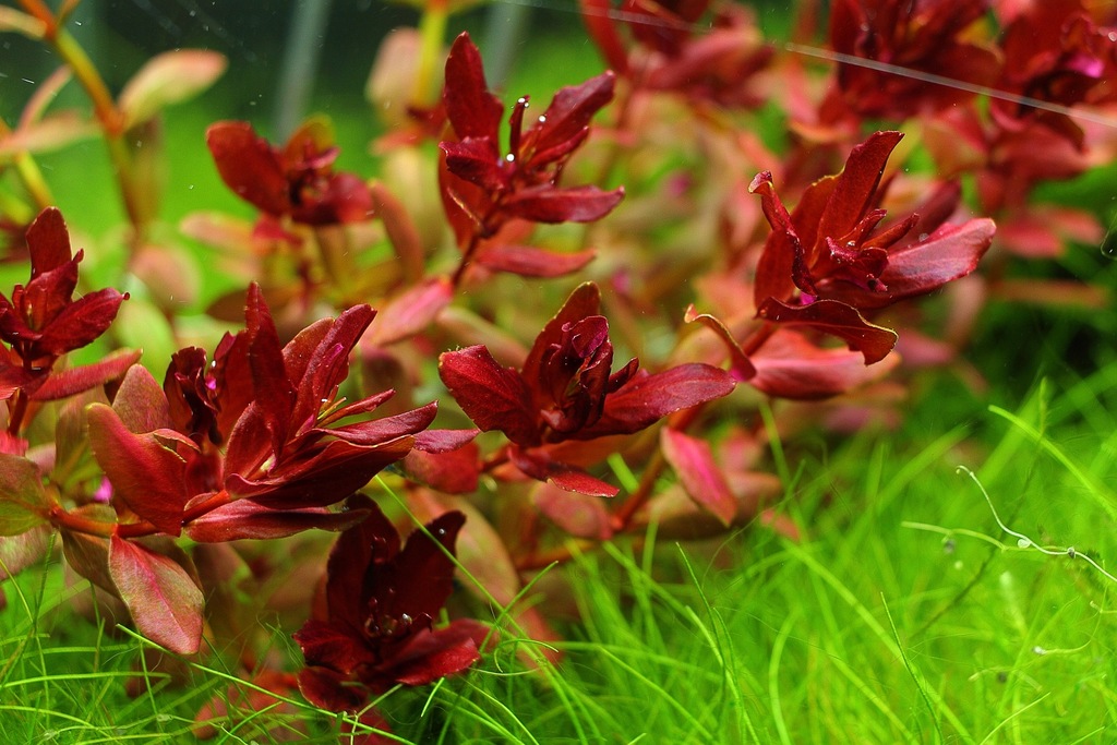 Купить Аквариумные растения Rotala MINI BUTTERFLY, РЕДКИЕ: отзывы, фото, характеристики в интерне-магазине Aredi.ru