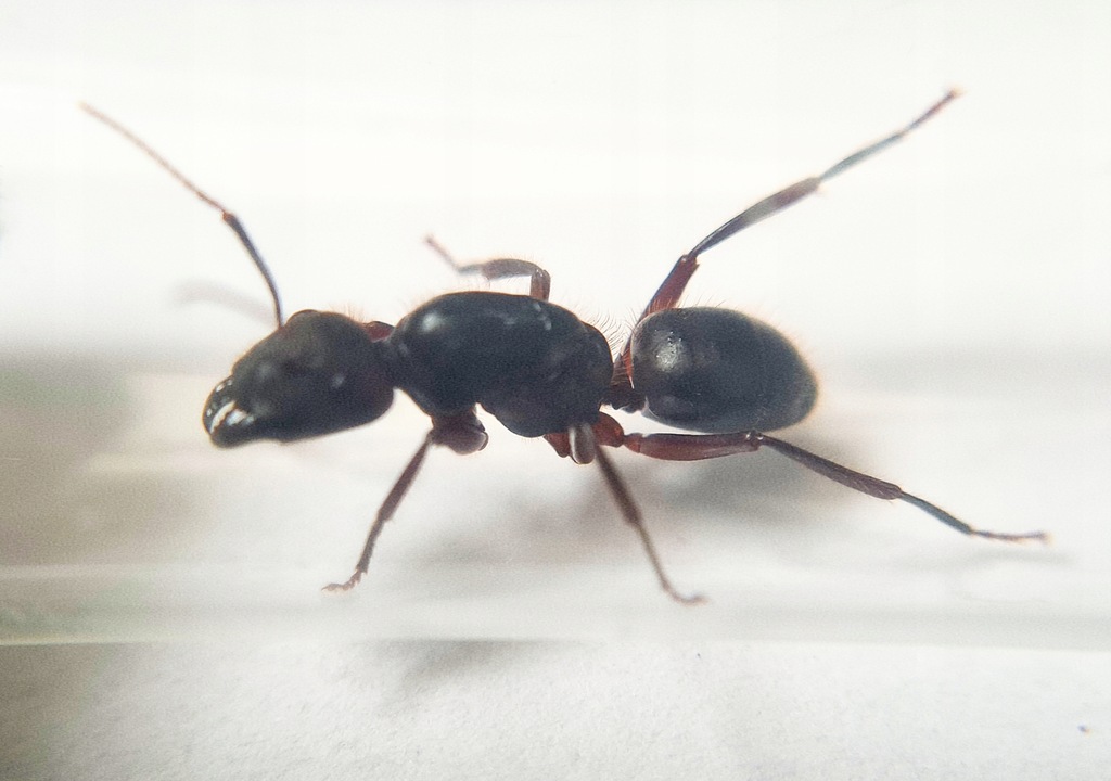 Camponotus sedulus Królowa Kolonia Mrówek