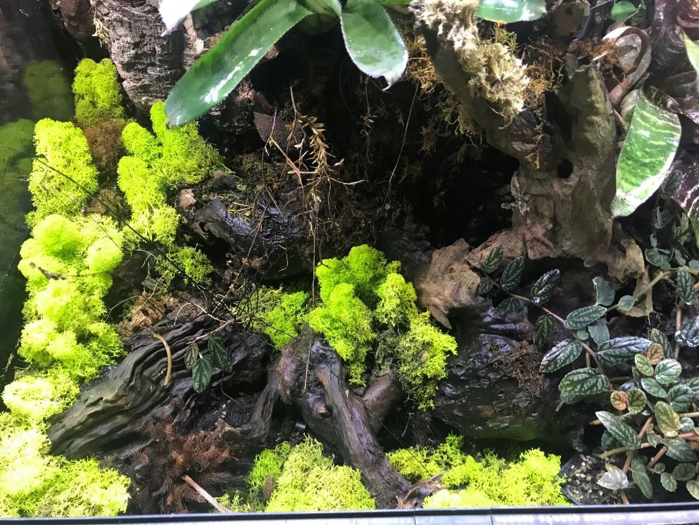 MECH Z LASU DO TERRARIUM JAK PRZYGOTOWAĆ GOTOWY - 7826362623