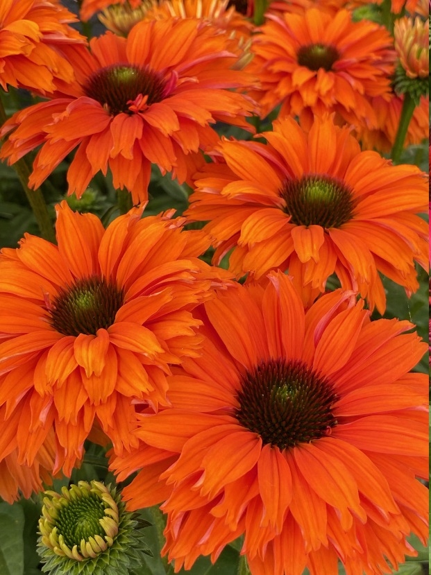 Jeżówka purpurowa Echinacea purpurea SUNSEEKERS MINEOLA sadzonka C2