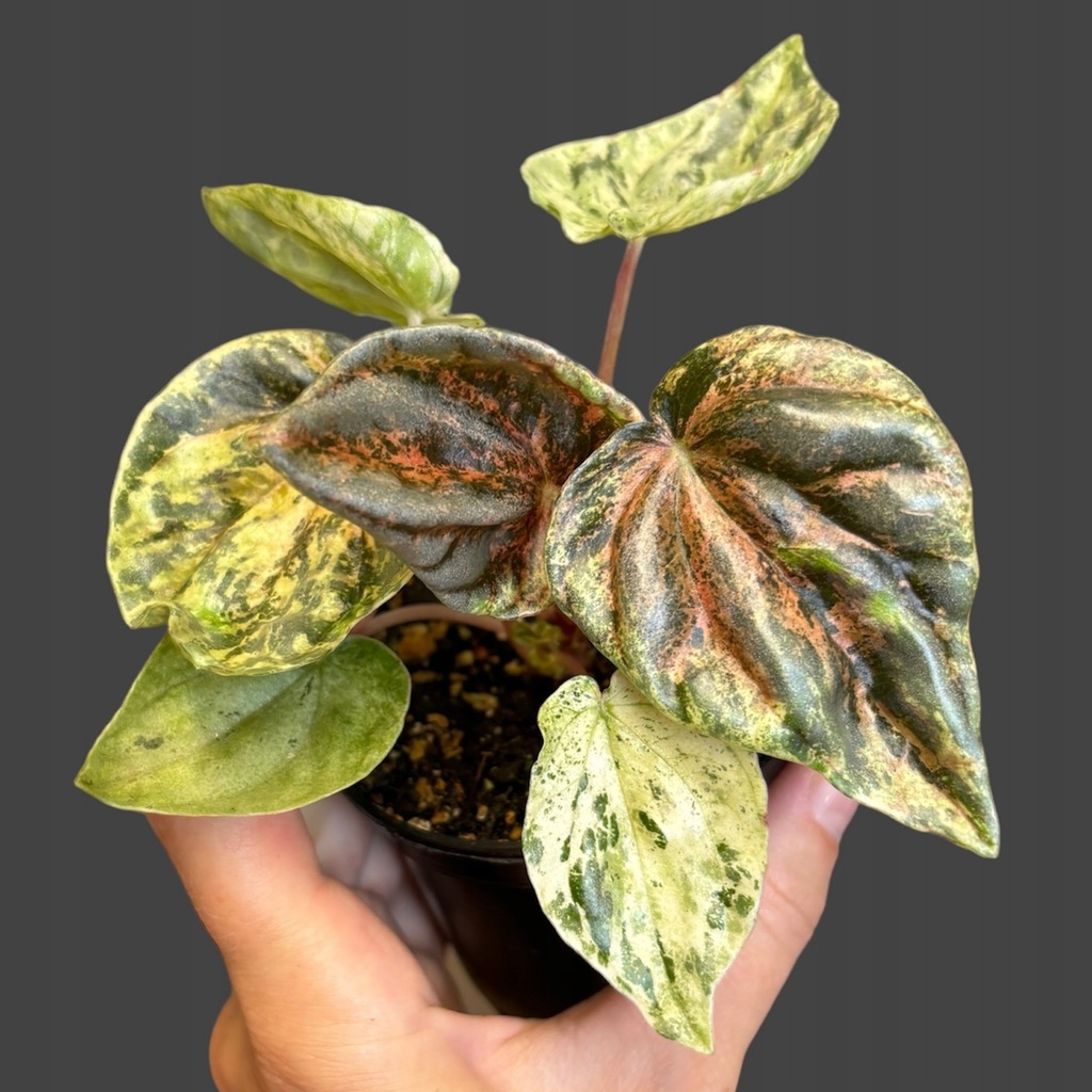 Peperomia caperata pink lady