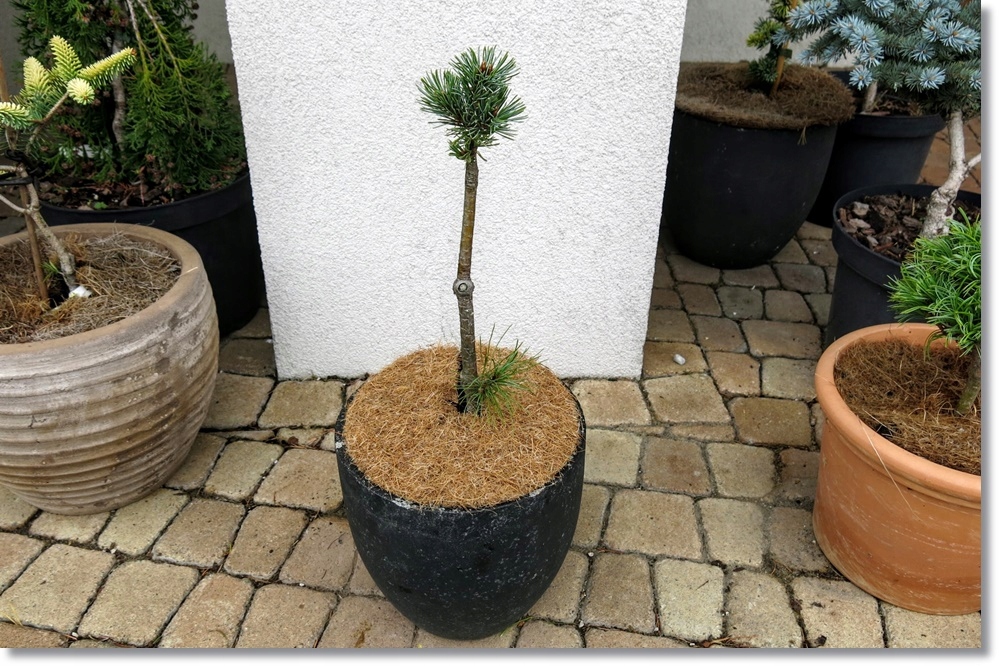 Pinus parviflora 'Bunty' - piękna miniaturka !!!