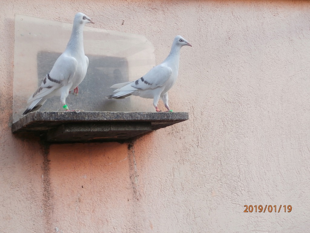 Pasiaki perłowe