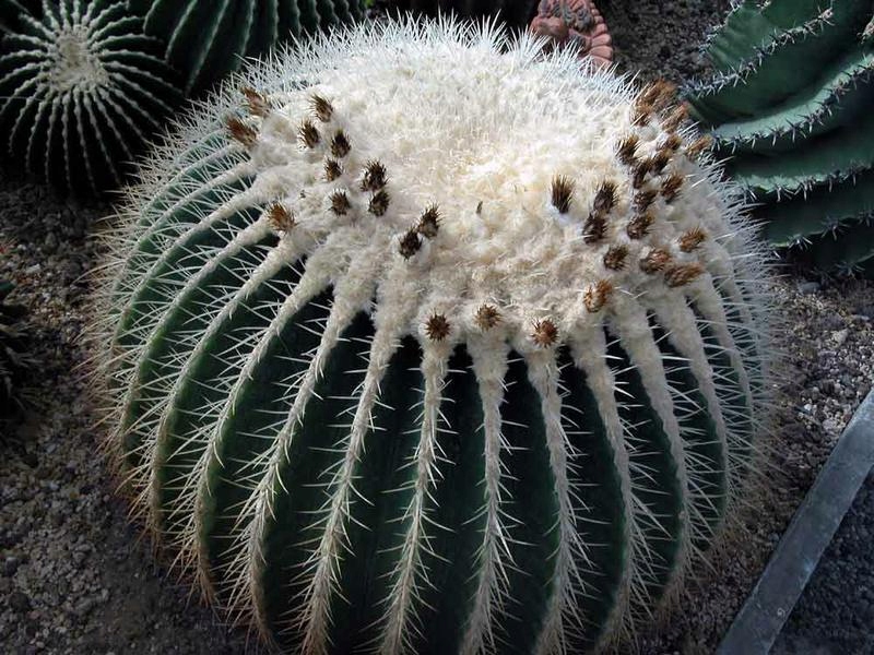 Kaktus Fotel Tesciowej Echinocactus Grusonii 10nas 7914712931 Oficjalne Archiwum Allegro