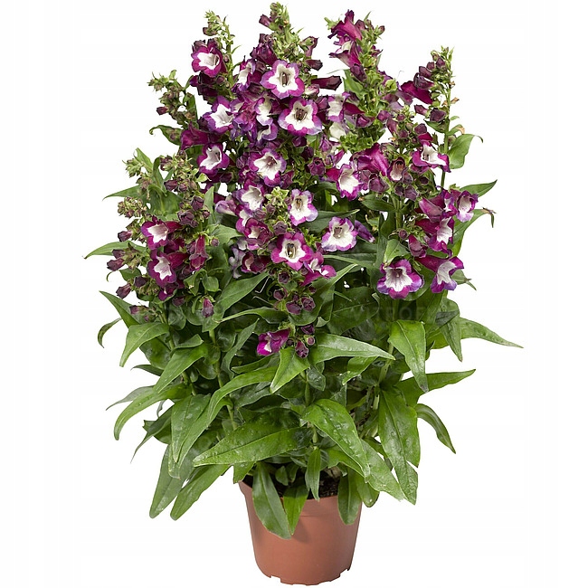 PENSTEMON PARTYBELLS VIOLET Doniczka P9 NOWOŚĆ