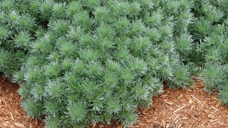 Bylica Schmidta "Silver Mound"
