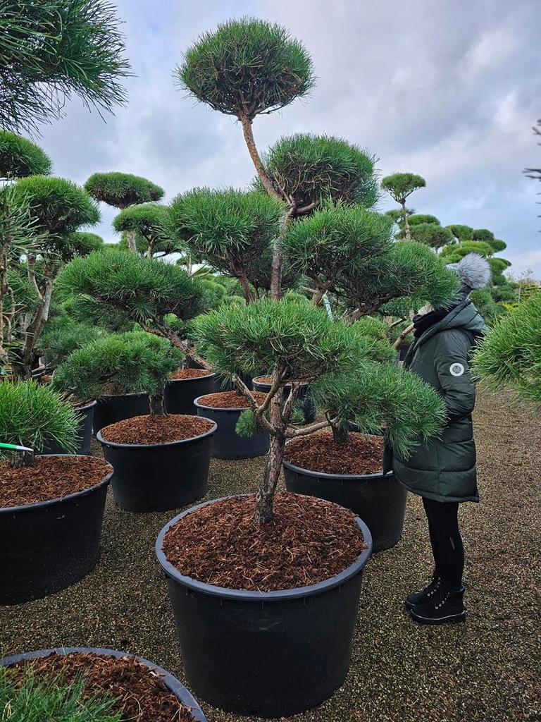 BONSAI OGRODOWY FORMOWANY NIWAKI PINUS SYLWESTRIS SOSNA JB47493 IGLASTE
