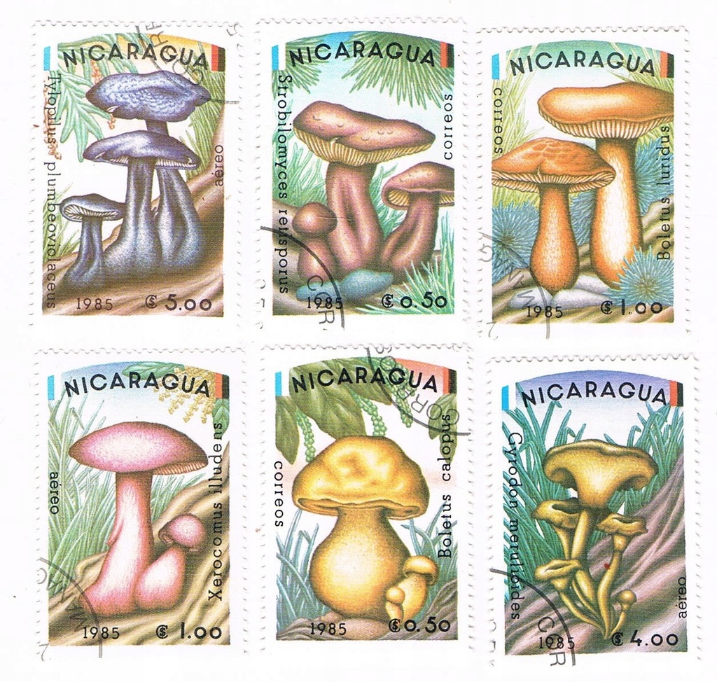 NICARAGUA - GRZYBY