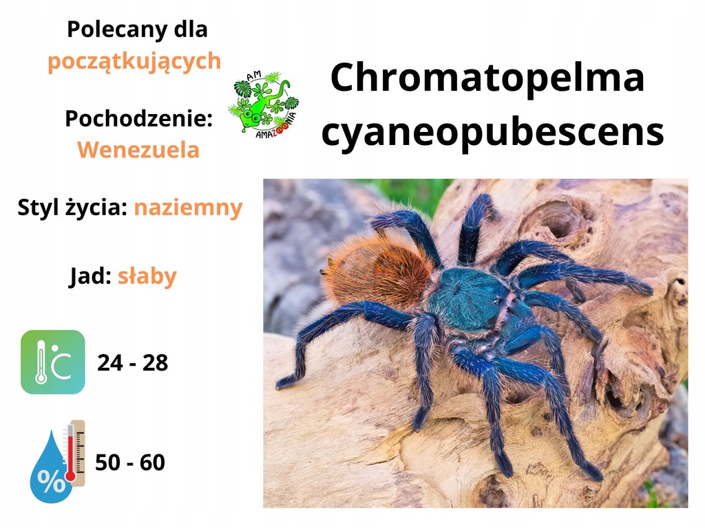 Chromatopelma cyaneopubescens L1 PAKIET 5 szt.