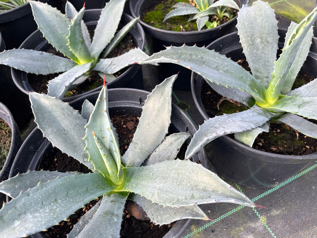 Agave Americana Agawa Amerykańka C3